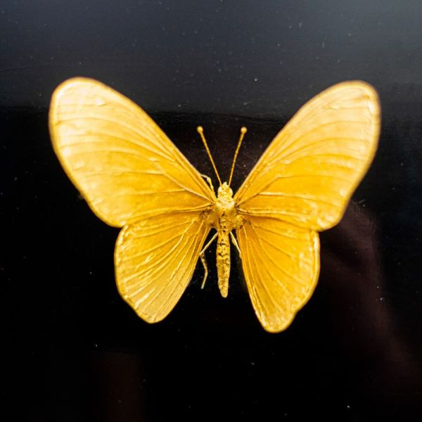 Samuel Dejong Anatomia Box Series - Butterfly on Black 